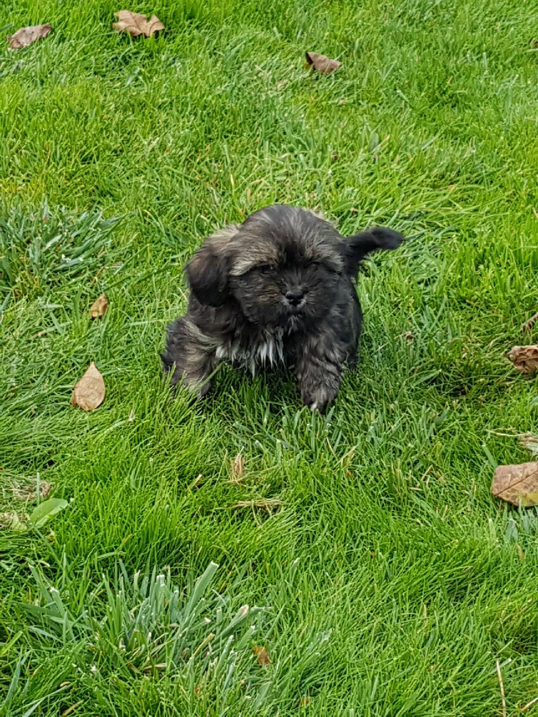 Élevage Lhassa Apso Chiot et chien à adopter Refuge canin